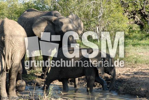 Afrikanischer Elefant (40 von 131).jpg